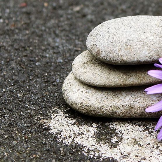 Drei helle, runde Steine mit lilafarbener Blüte daran auf dunklem Erdboden